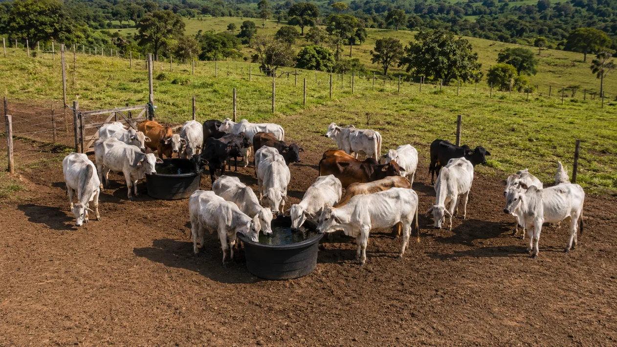 Tampas para Bebedouro de Gados